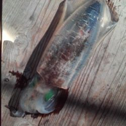 こかわ渡船　雅丸 釣果