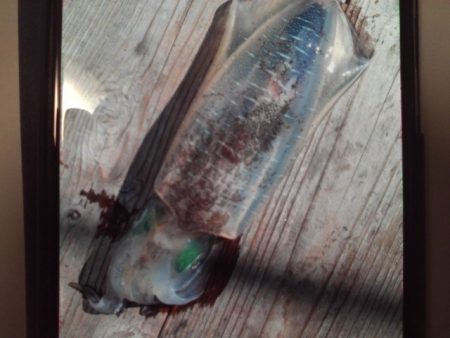 こかわ渡船　雅丸 釣果