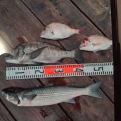 こかわ渡船 雅丸 釣果