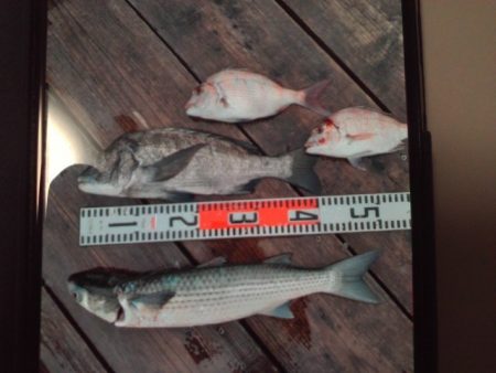 こかわ渡船　雅丸 釣果