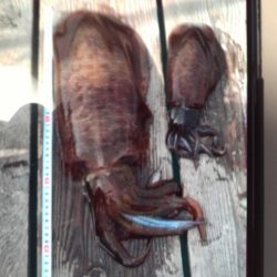 こかわ渡船　雅丸 釣果