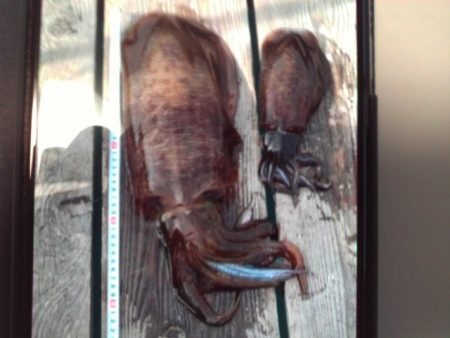 こかわ渡船　雅丸 釣果