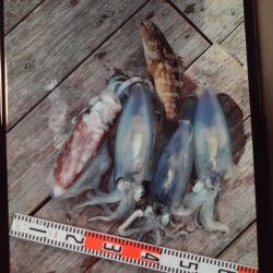 こかわ渡船　雅丸 釣果