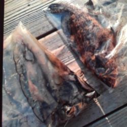 こかわ渡船　雅丸 釣果