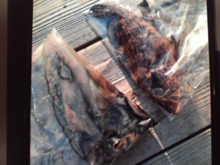 こかわ渡船　雅丸 釣果