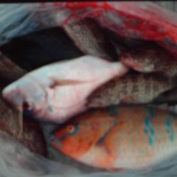 こかわ渡船　雅丸 釣果