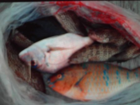 こかわ渡船　雅丸 釣果