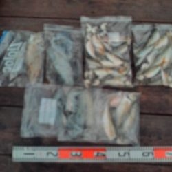 こかわ渡船　雅丸 釣果