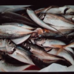 こかわ渡船　雅丸 釣果