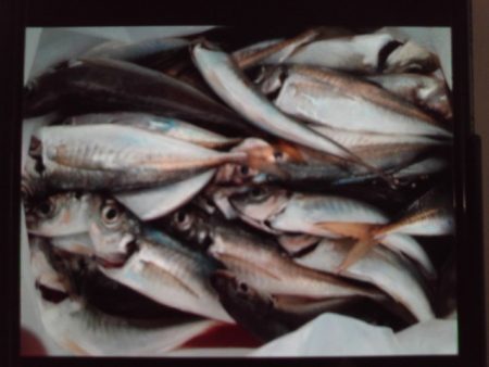 こかわ渡船　雅丸 釣果