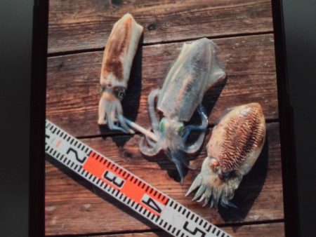 こかわ渡船　雅丸 釣果