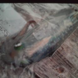 こかわ渡船　雅丸 釣果