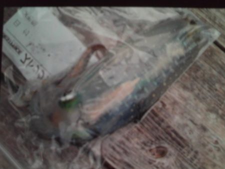 こかわ渡船　雅丸 釣果