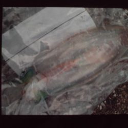 こかわ渡船　雅丸 釣果