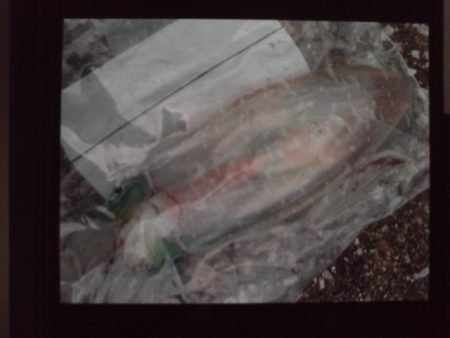 こかわ渡船　雅丸 釣果