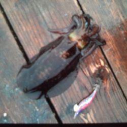 こかわ渡船　雅丸 釣果