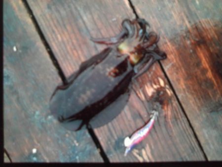 こかわ渡船　雅丸 釣果