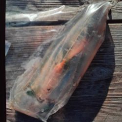 こかわ渡船　雅丸 釣果