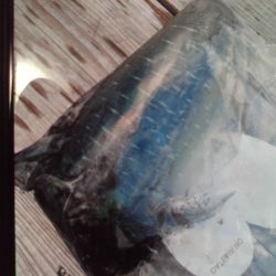 こかわ渡船 雅丸 釣果