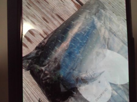 こかわ渡船 雅丸 釣果