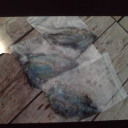 こかわ渡船 雅丸 釣果