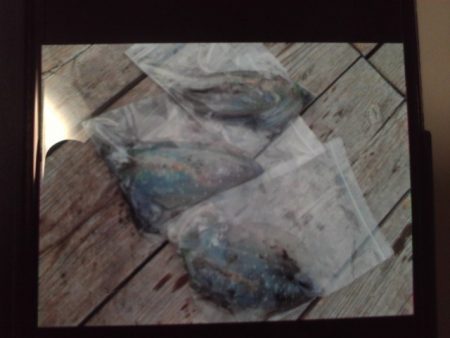 こかわ渡船 雅丸 釣果