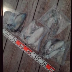 こかわ渡船　雅丸 釣果