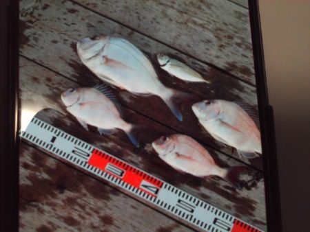 こかわ渡船　雅丸 釣果