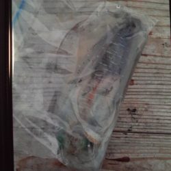 こかわ渡船　雅丸 釣果