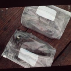 こかわ渡船　雅丸 釣果