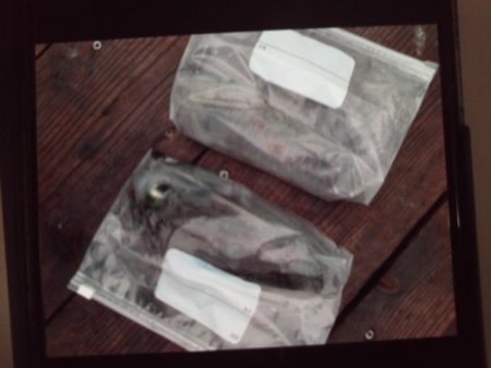 こかわ渡船　雅丸 釣果