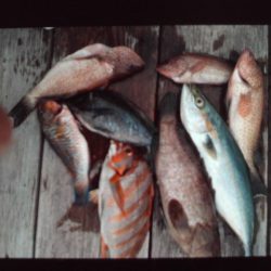 こかわ渡船　雅丸 釣果