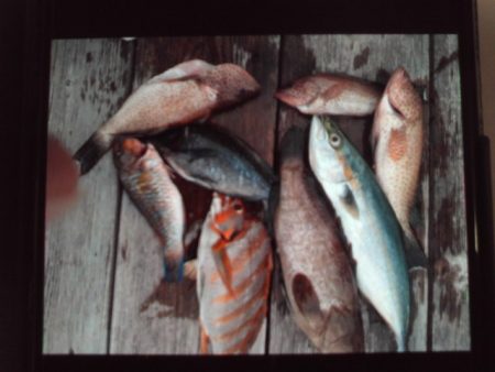 こかわ渡船　雅丸 釣果