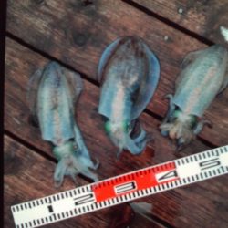 こかわ渡船　雅丸 釣果