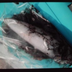 こかわ渡船 雅丸 釣果