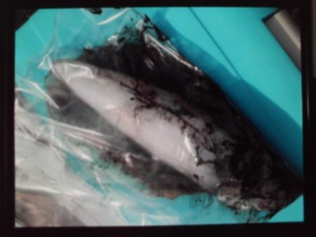 こかわ渡船 雅丸 釣果