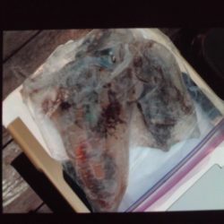 こかわ渡船　雅丸 釣果