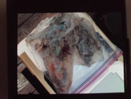 こかわ渡船　雅丸 釣果