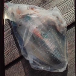 こかわ渡船　雅丸 釣果