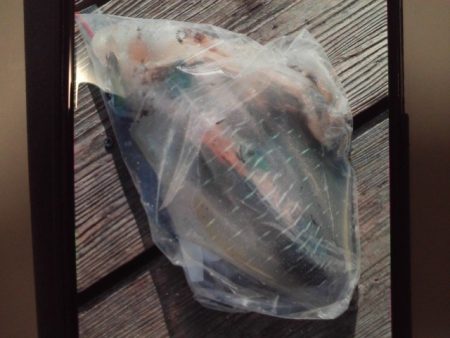 こかわ渡船　雅丸 釣果