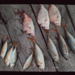 こかわ渡船　雅丸 釣果