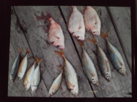 こかわ渡船　雅丸 釣果