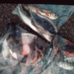 こかわ渡船　雅丸 釣果