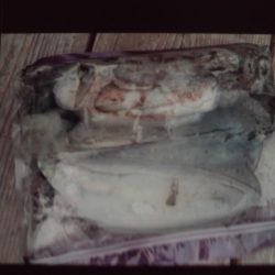 こかわ渡船　雅丸 釣果