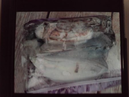 こかわ渡船　雅丸 釣果