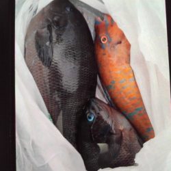 こかわ渡船　雅丸 釣果