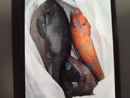 こかわ渡船　雅丸 釣果