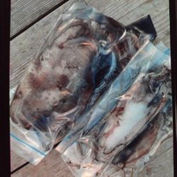 こかわ渡船　雅丸 釣果