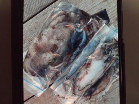 こかわ渡船　雅丸 釣果