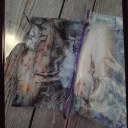 こかわ渡船 雅丸 釣果